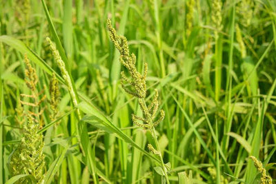 Millet Seed Japanese 50 lb