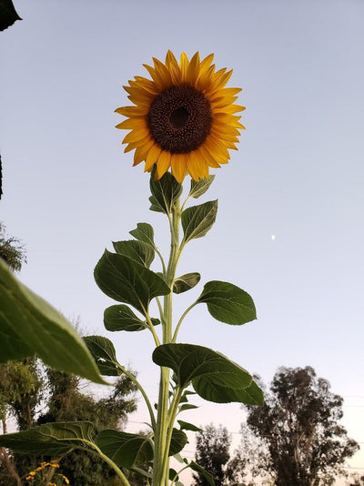 Sunflower Planting Seed Large Grey Striped 1 oz