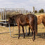 Behlen Equine Ace Horse Feeder