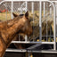 Behlen Equine Ace Horse Feeder