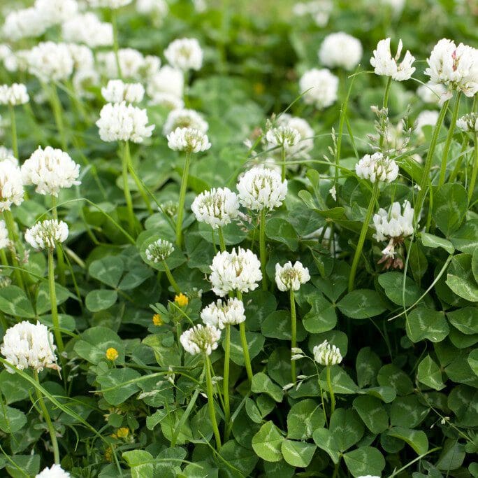 Clover Ladino Chickasaw