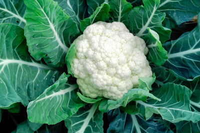 Cauliflower Seed ounce