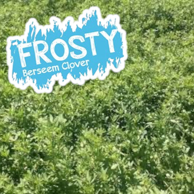 Frosty Berseem Clover