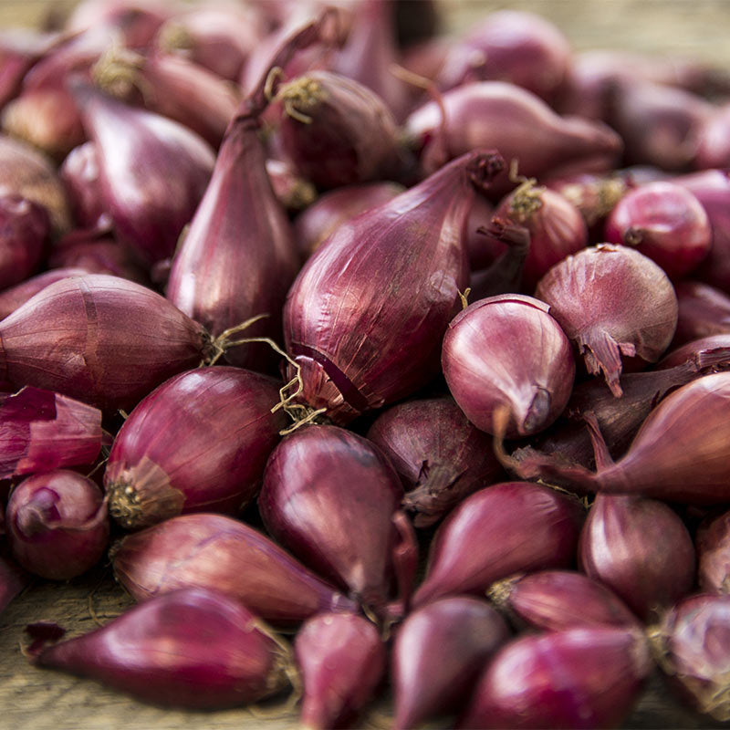 Onion Sets Red ounce