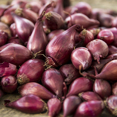 Onion Sets Red ounce