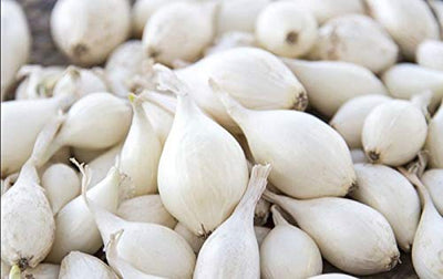 Onion Sets White ounce