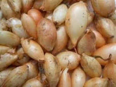 Onion Sets Sweet Yellow ounce