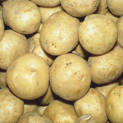 Potatoes Seed