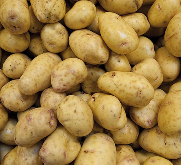 Potatoes Seed