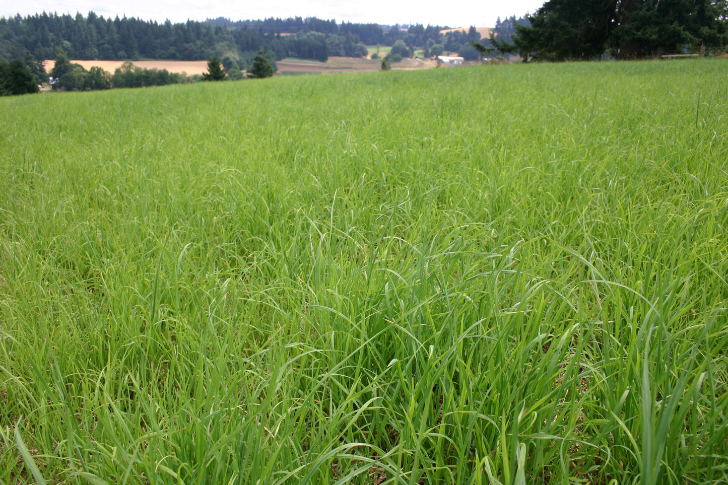 Orchard Grass Seed Shiloh II