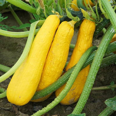 Squash Straight Neck ounce