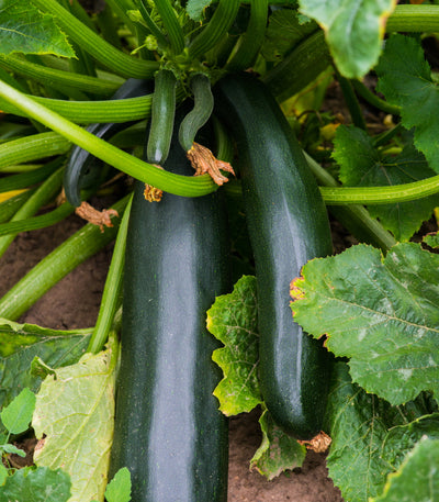 Squash Zucchini Black Beauty ounce