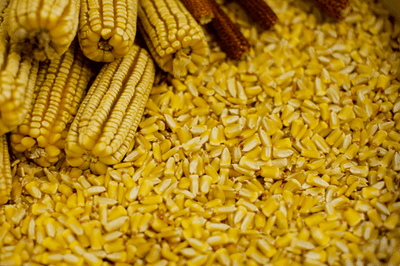 Corn Pencil Cob Yellow