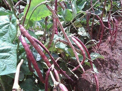 Pea Top Pick Purple Hull