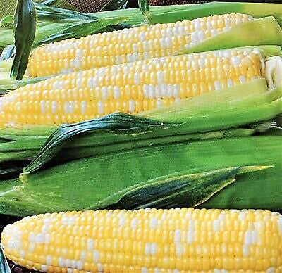 Sweet Corn Seed G90 ounce