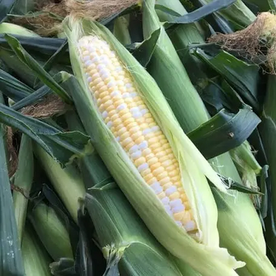 Sweet Corn Seed Ambrosia ounce