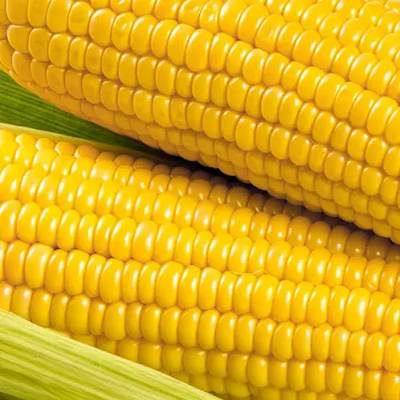 Sweet Corn Seed Golden Queen ounce