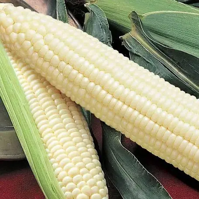 Sweet Corn Seed Silver Queen ounce