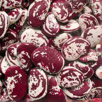 Lima Bean Christmas Giant Speckled Pole