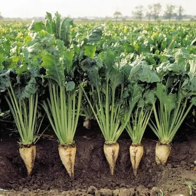 Beet Sugar