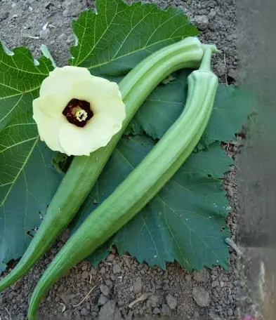 Okra Dwarf Green Pod