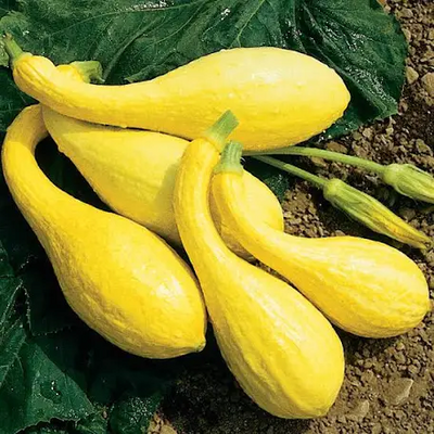 Squash Crookneck ounce