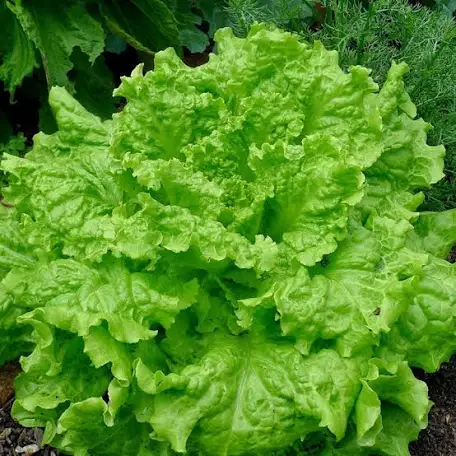Lettuce Black Seeded Simpson ounce
