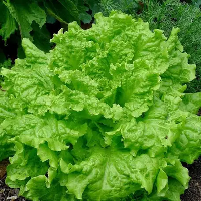 Lettuce Black Seeded Simpson ounce