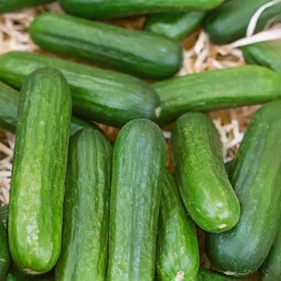 Cucumber Muncher Burpless