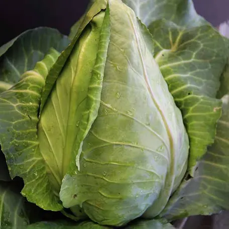 Cabbage Charleston Wakefield