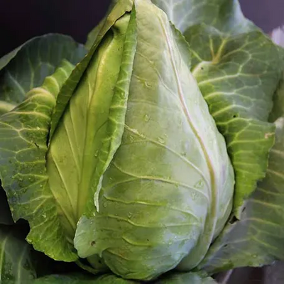Cabbage Charleston Wakefield