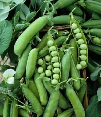 Pea English Early Alaska