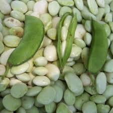 Lima Bean Dixie Butter Pea Bush