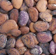 Lima Bean Jackson Wonder Bush
