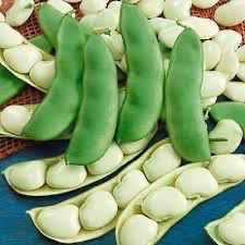 Lima Bean Thorogreen Bush
