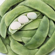 Lima Bean Henderson Bush