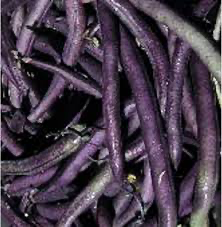 Bean Louisiana Purple Pod Pole