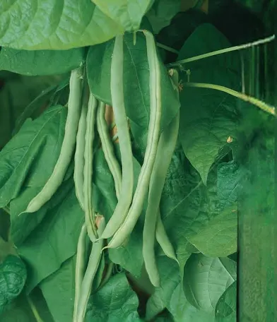 Bean Kentucky Wonder Pole