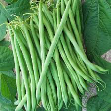 Bean Burpee Stringless Bush