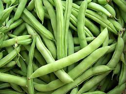 Bean White Half Runner Bush