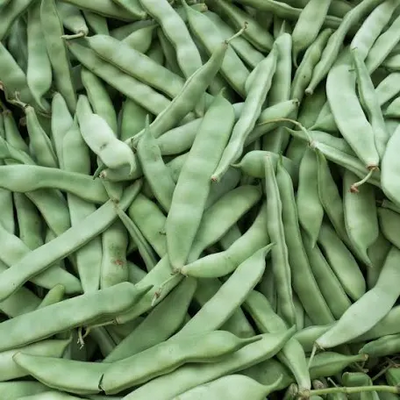 Bean Roma II Bush