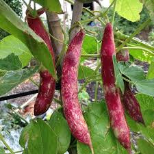 Bean Taylor Hort Bush