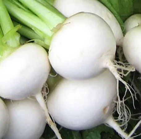 Turnip White Egg