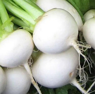 Turnip White Egg