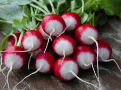 Radish Sparkling White Tip
