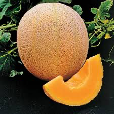 Cantaloupe Hales Best