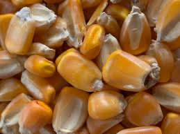 Corn Jarvis Yellow