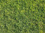 Bermuda Triangle Grass Seed