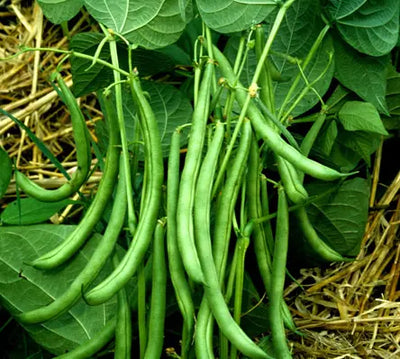 Bean Kentucky Wonder Bush