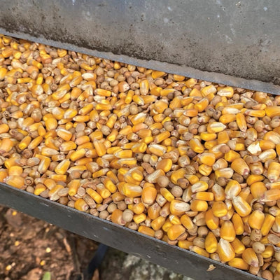 Roasted Raxx Roasted Soybean & Corn Mix 50-lbs